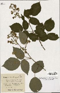 spécimen de Rubus macrostachys