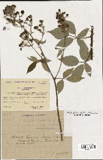 spécimen de Rubus tomentosus