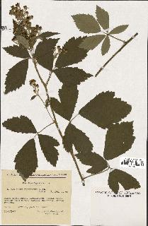 spécimen de Rubus tomentosus