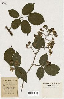 spécimen de Rubus elongatispinus