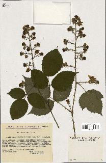 spécimen de Rubus elongatispinus