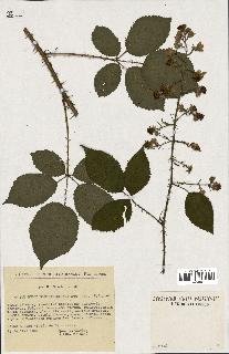 spécimen de Rubus elongatispinus