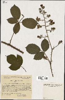 spécimen de Rubus elongatispinus