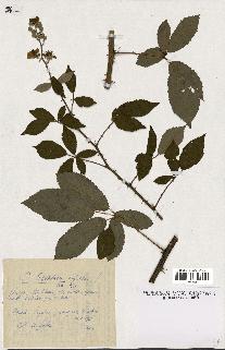 spécimen de Rubus questierii