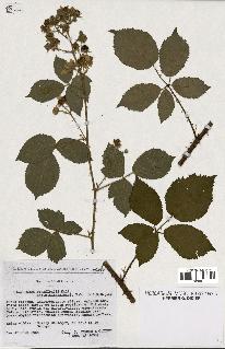 spécimen de Rubus pyramidalis