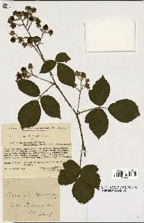 spécimen de Rubus pyramidalis