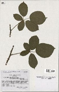 spécimen de Rubus pyramidalis