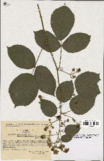 spécimen de Rubus pyramidalis