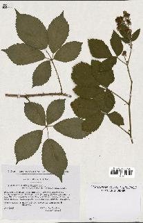 spécimen de Rubus pyramidalis