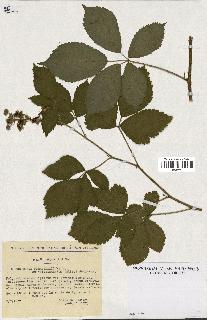 spécimen de Rubus pyramidalis