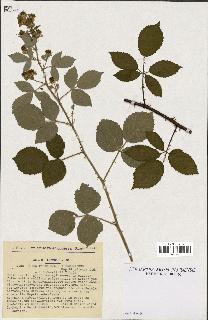 spécimen de Rubus pyramidalis