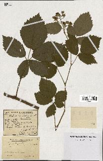 spécimen de Rubus corymbosus