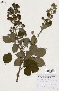 spécimen de Rubus rhamnifolius