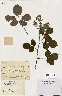 spécimen de Rubus alterniflorus