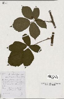 spécimen de Rubus schmidelyanus