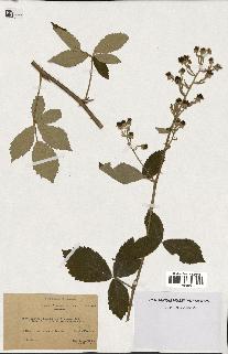 spécimen de Rubus godronii