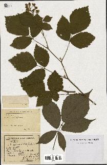 spécimen de Rubus caesius