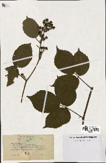 spécimen de Rubus tereticaulis