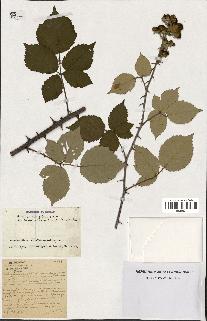 spécimen de Rubus ulmifolius