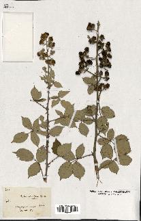 spécimen de Rubus ulmifolius