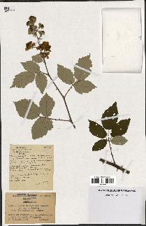 spécimen de Rubus ulmifolius