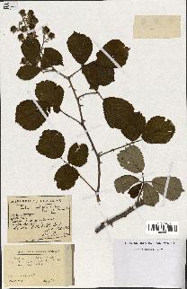 spécimen de Rubus ulmifolius