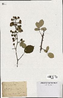 spécimen de Rubus ulmifolius