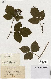 spécimen de Rubus serpens