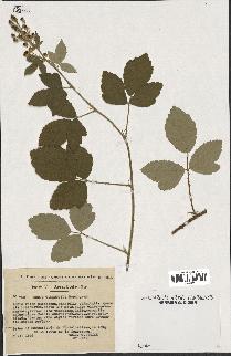 spécimen de Rubus tomentosus