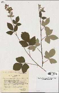 spécimen de Rubus tomentosus