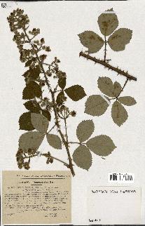 spécimen de Rubus tomentosus