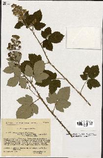 spécimen de Rubus tomentosus