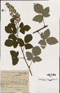 spécimen de Rubus tomentosus
