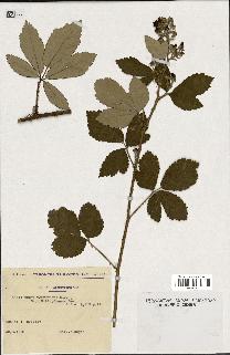 spécimen de Rubus tomentosus