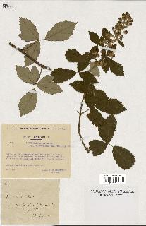 spécimen de Rubus tomentosus