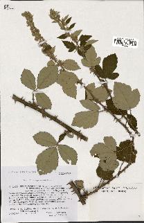 spécimen de Rubus tomentosus
