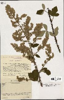 spécimen de Rubus tomentosus