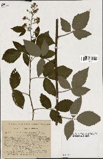 spécimen de Rubus tomentosus