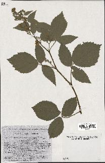 spécimen de Rubus tomentosus