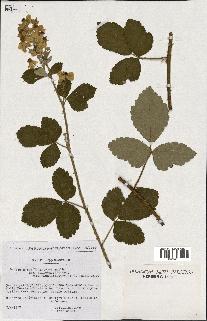 spécimen de Rubus tomentosus