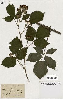 spécimen de Rubus macrostachys