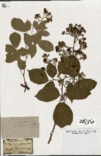 spécimen de Rubus macrostachys