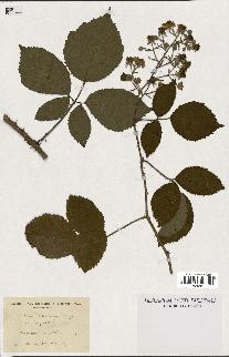 spécimen de Rubus schlickumii