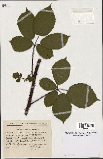 spécimen de Rubus melanoxylon