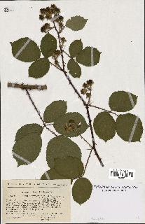 spécimen de Rubus melanoxylon