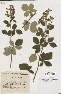 spécimen de Rubus tomentosus