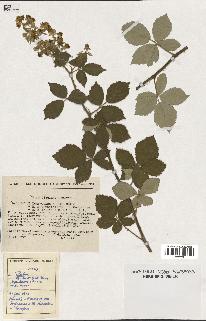 spécimen de Rubus tomentosus