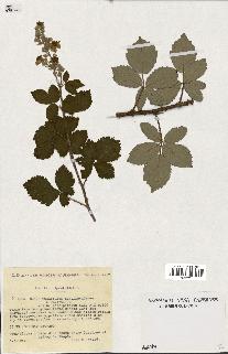 spécimen de Rubus tomentosus