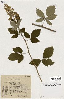 spécimen de Rubus tomentosus