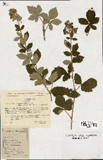 spécimen de Rubus tomentosus